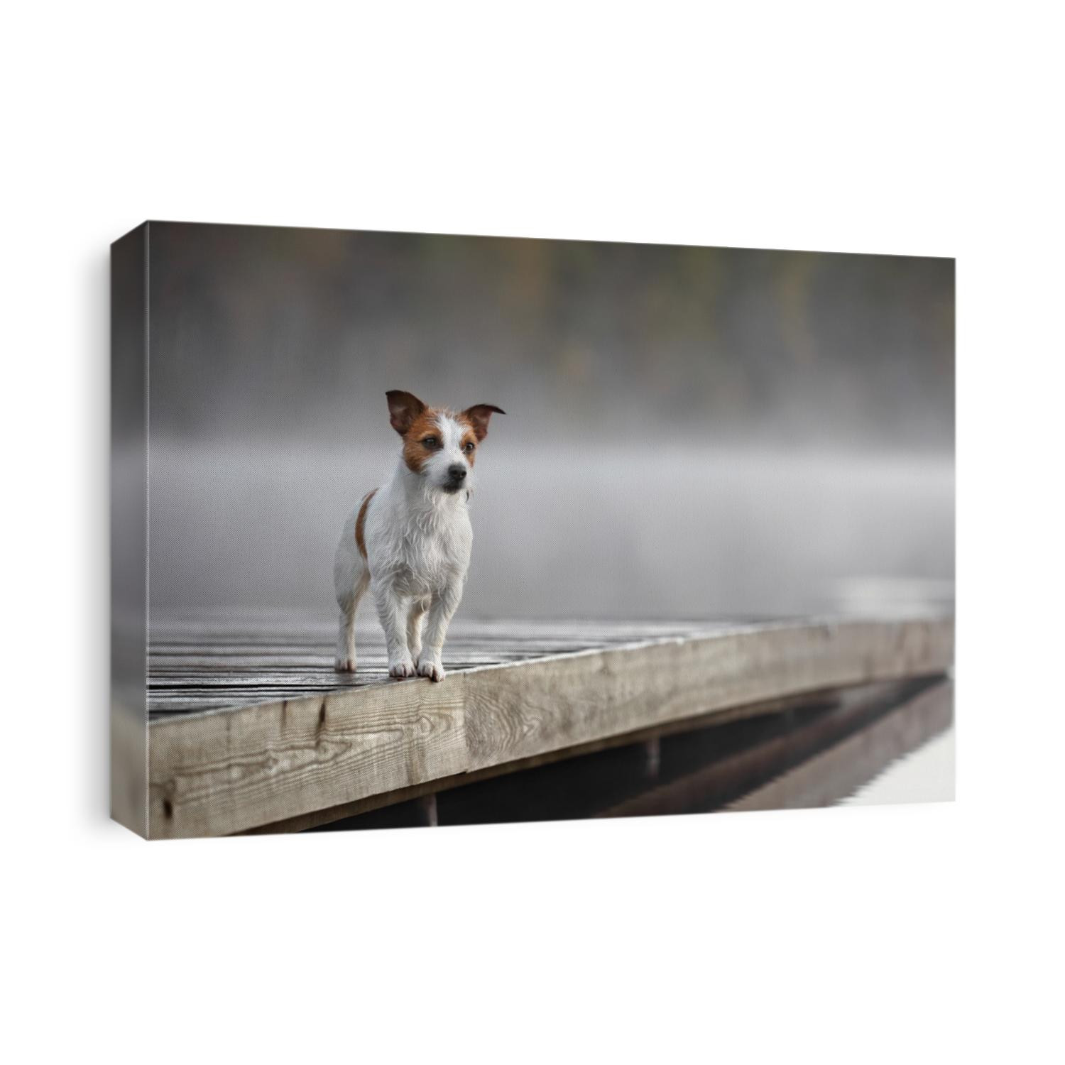 Cute Jack Russell Terrier dog on a lake at dawn