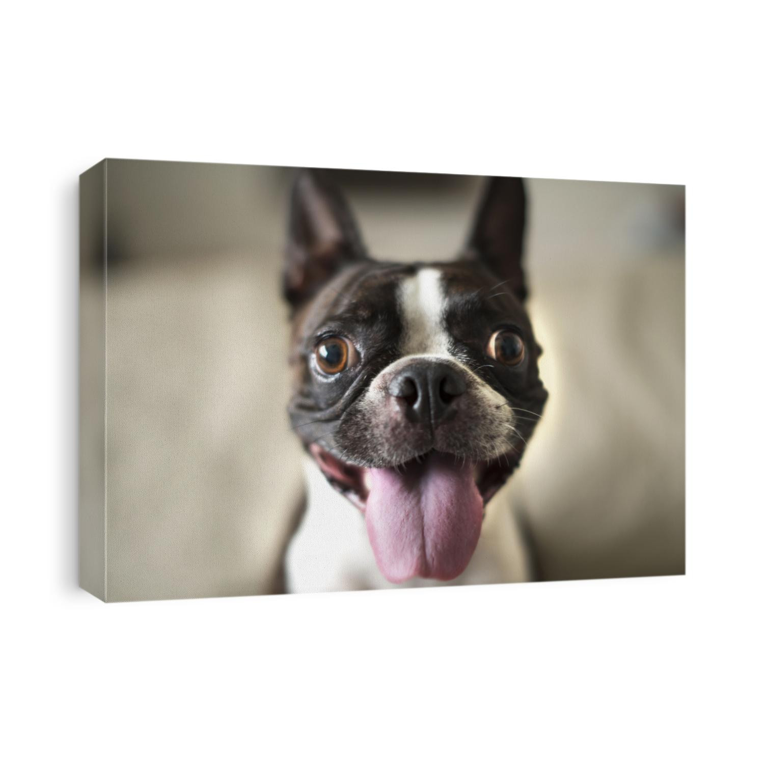 Boston Terrier 