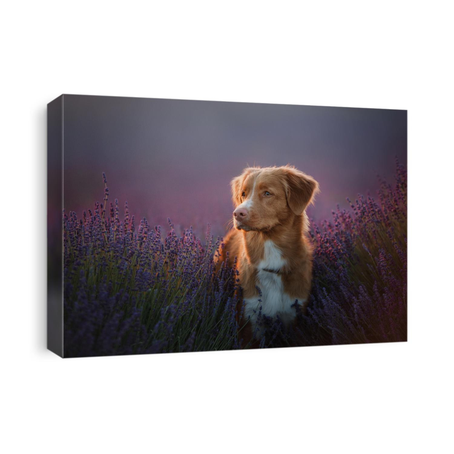 a dog in the colors of lavender, a dog on a lavender field, a Provence. Nova Scotia Duck Tolling Retriever. Toller