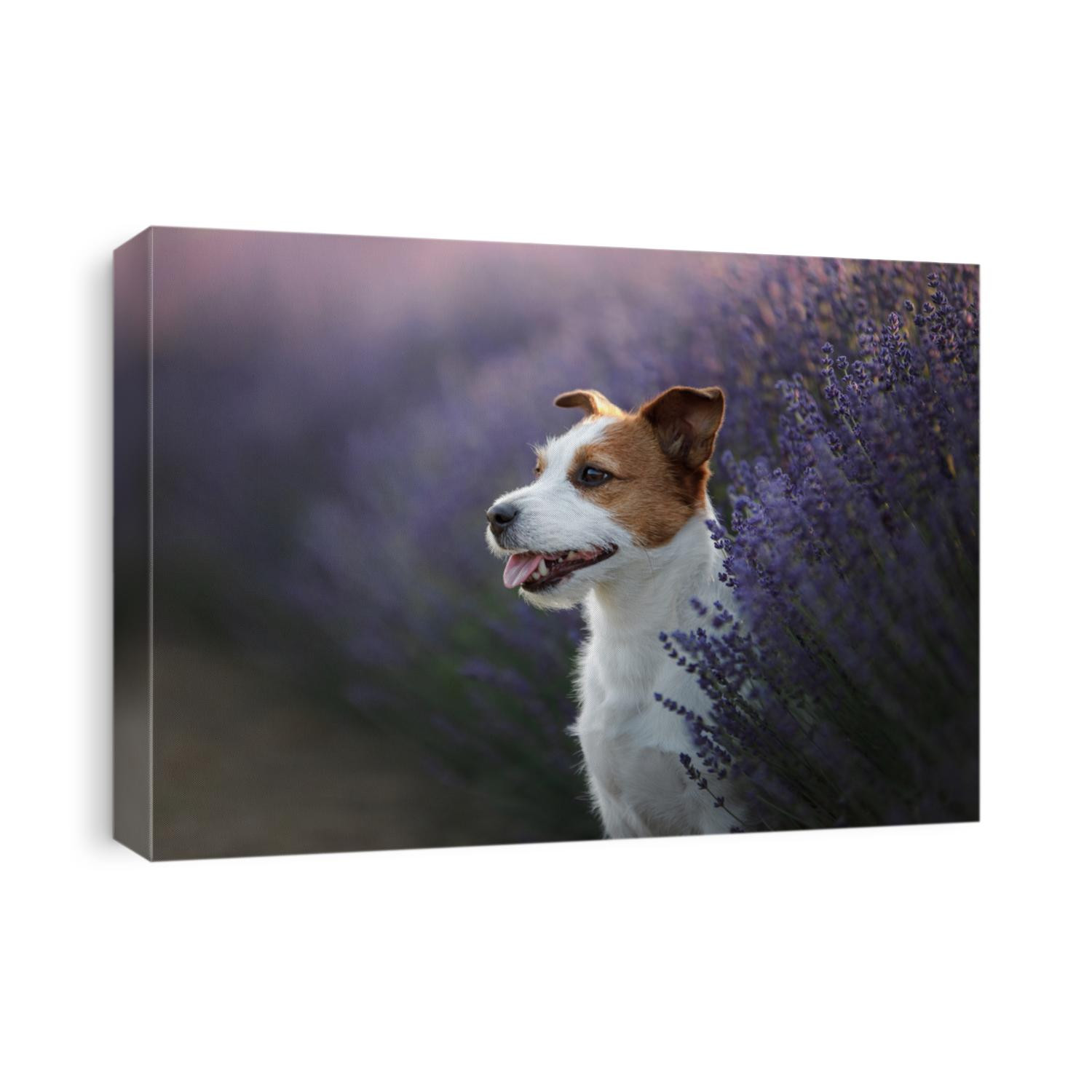 A small dog in the colors of lavender, breed Jack Russell terrier. Lavender field, Provence