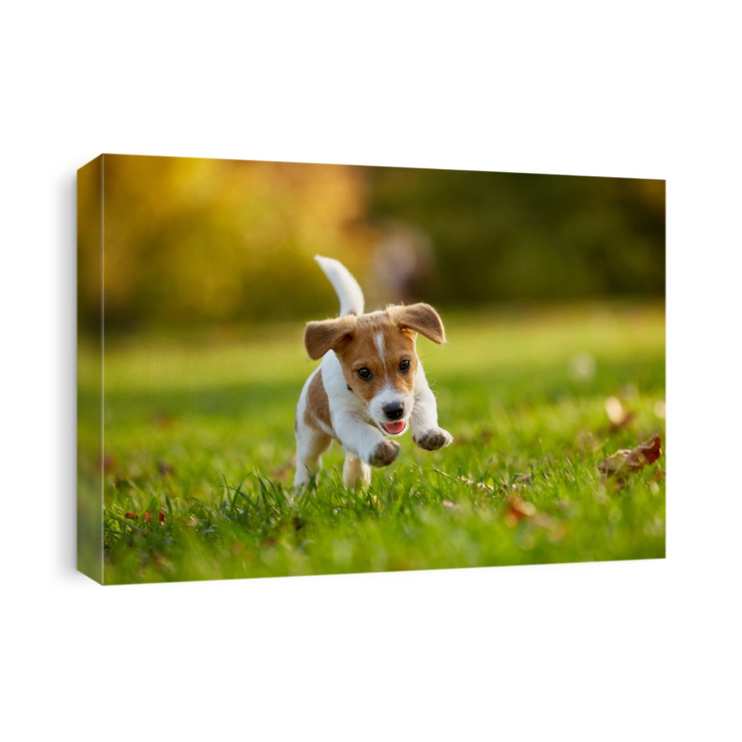 Dog breed Jack Russell Terrier playing in autumn park