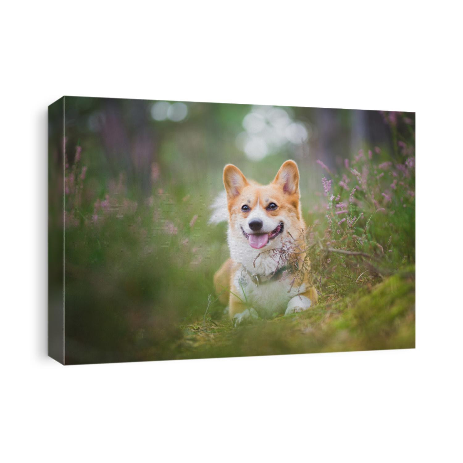 Beautiful portrait of a red welsh corgi pembroke dog lying down in the forest , surrounded by heather and moss