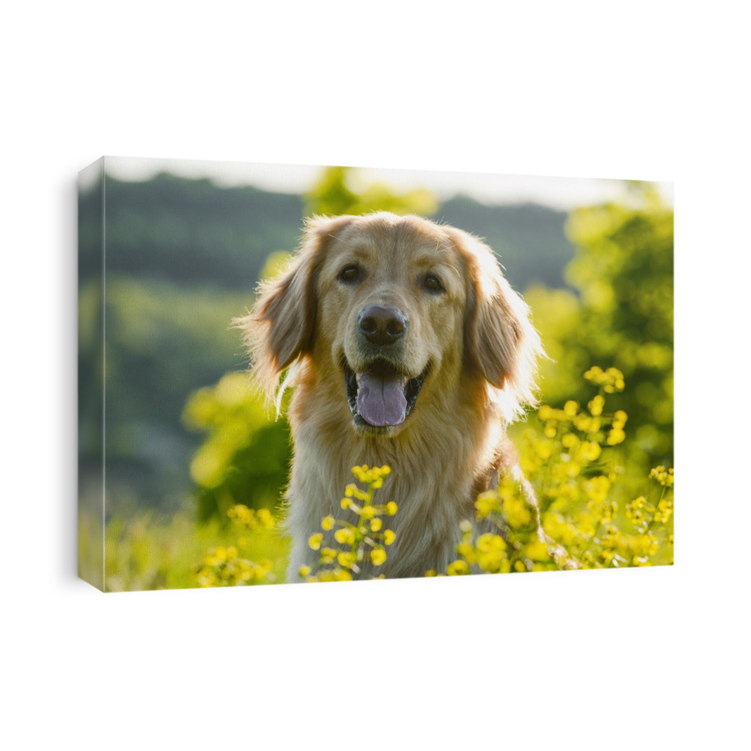 Portrait of a dog hovawart breed in spring flowers. in artistic processing.