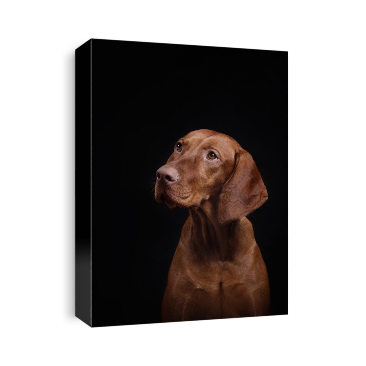 red dog on a black background. Hungarian vizsla