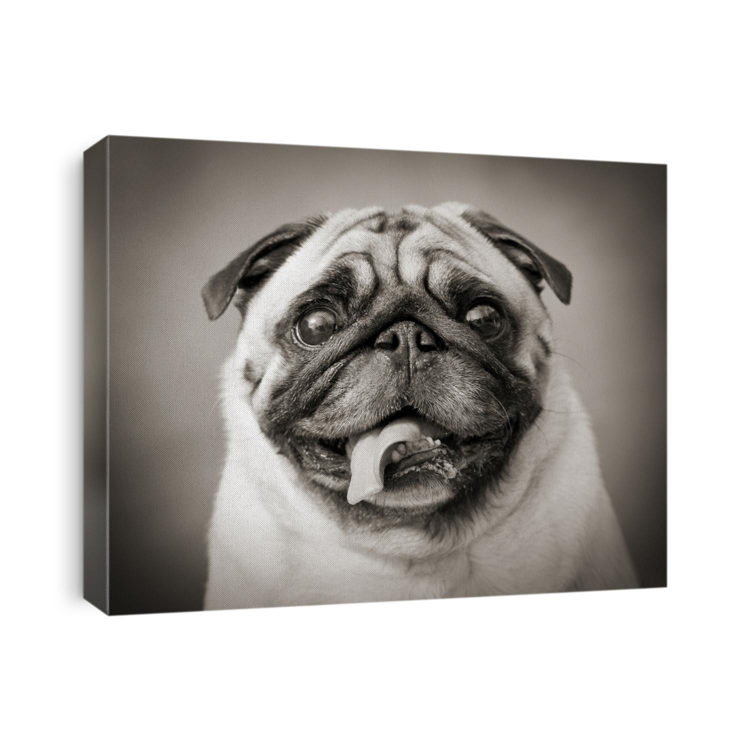 funny black and white photo of a little Pug dog