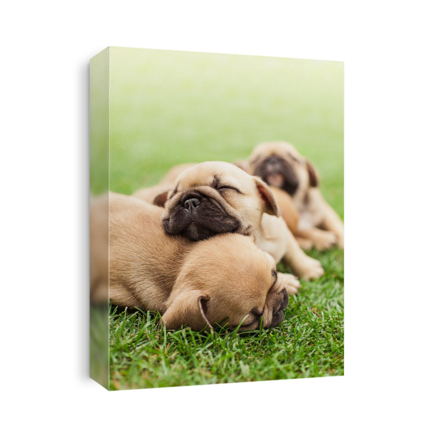 little sleeping French bulldog puppies lying on a beautiful green grass