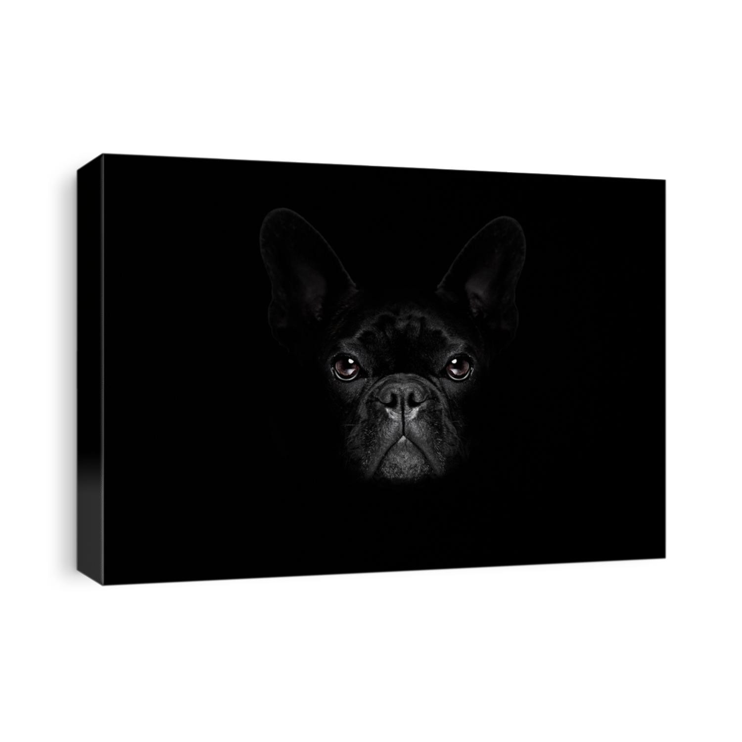 bulldog dog isolated on black dark dramatic background looking at you frontal, isolated