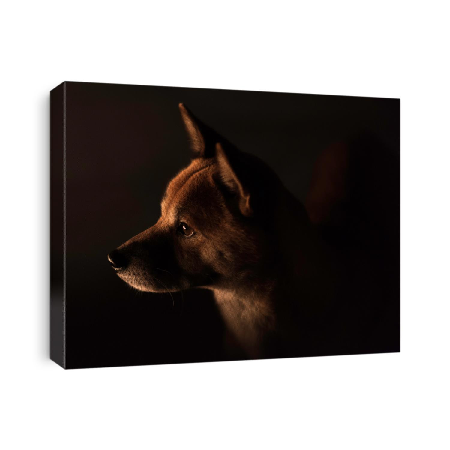 A dramatic profile portrait of an alert Shiba Inu (Japanese dog) lit by a campfire surrounded by darkness.