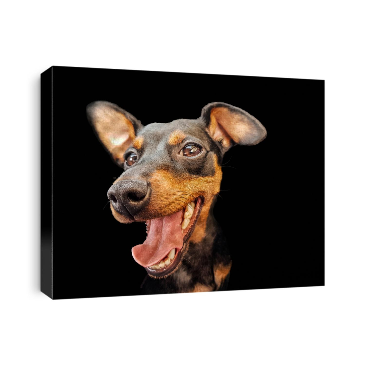 Dog pinscher dwarf animal friend black wildlife
