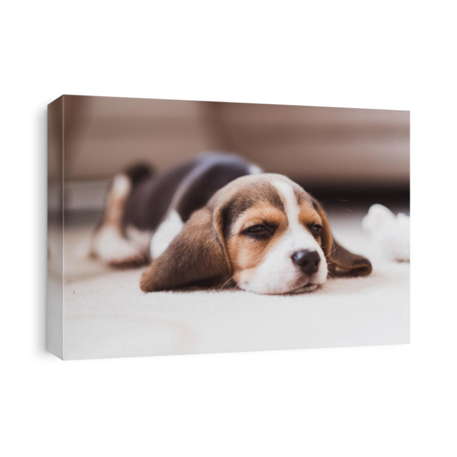 Cute small beagle puppy sleeping on the floor