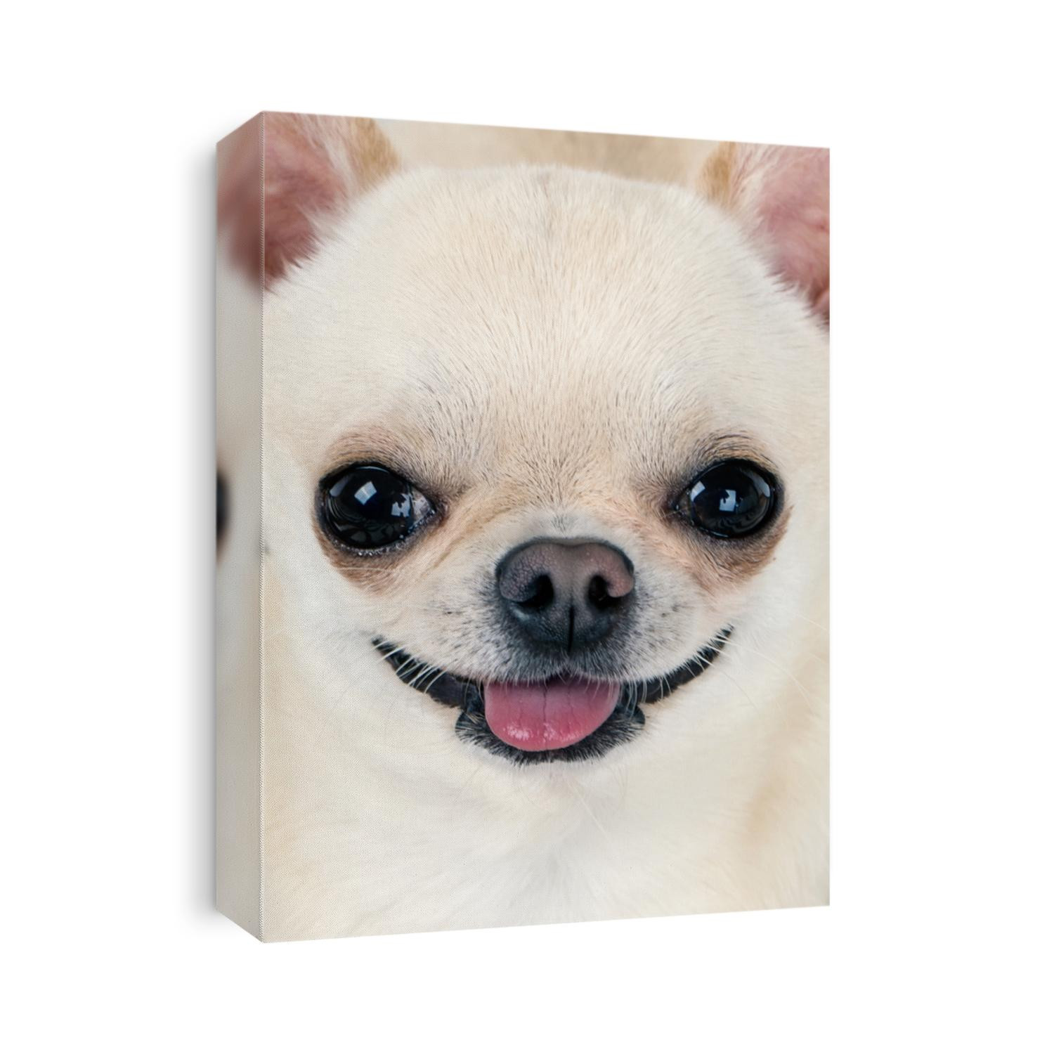 portrait of cute happy chihuahua