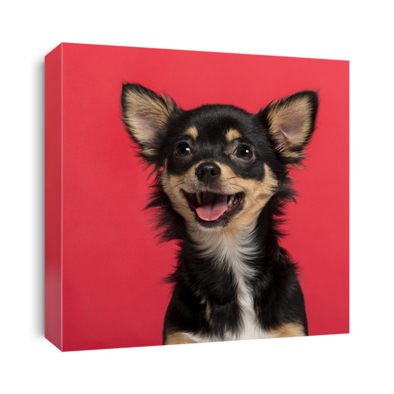 Close-up of a Chihuahua in front of a pink background