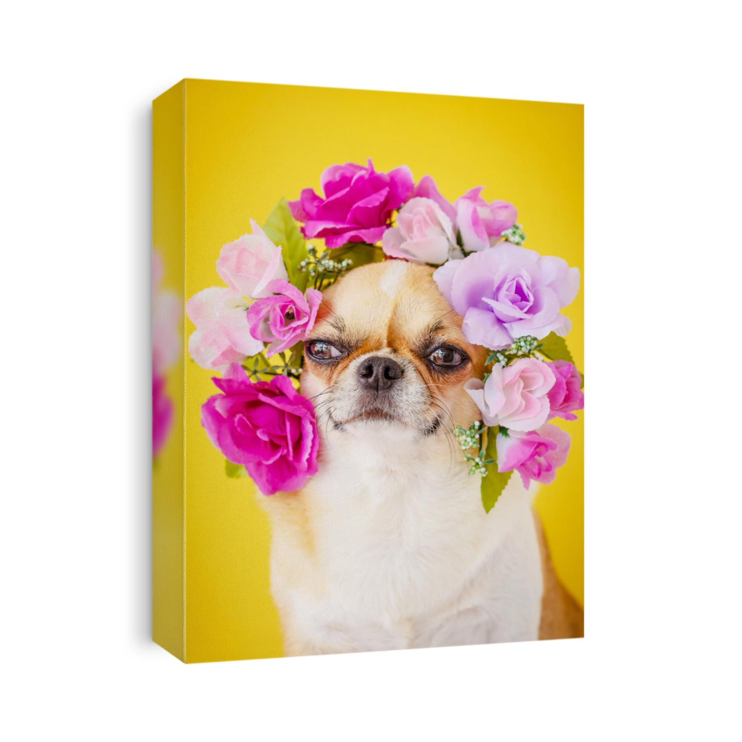 Cute Chihuahua dog wearing Flower crown on yellow background.
