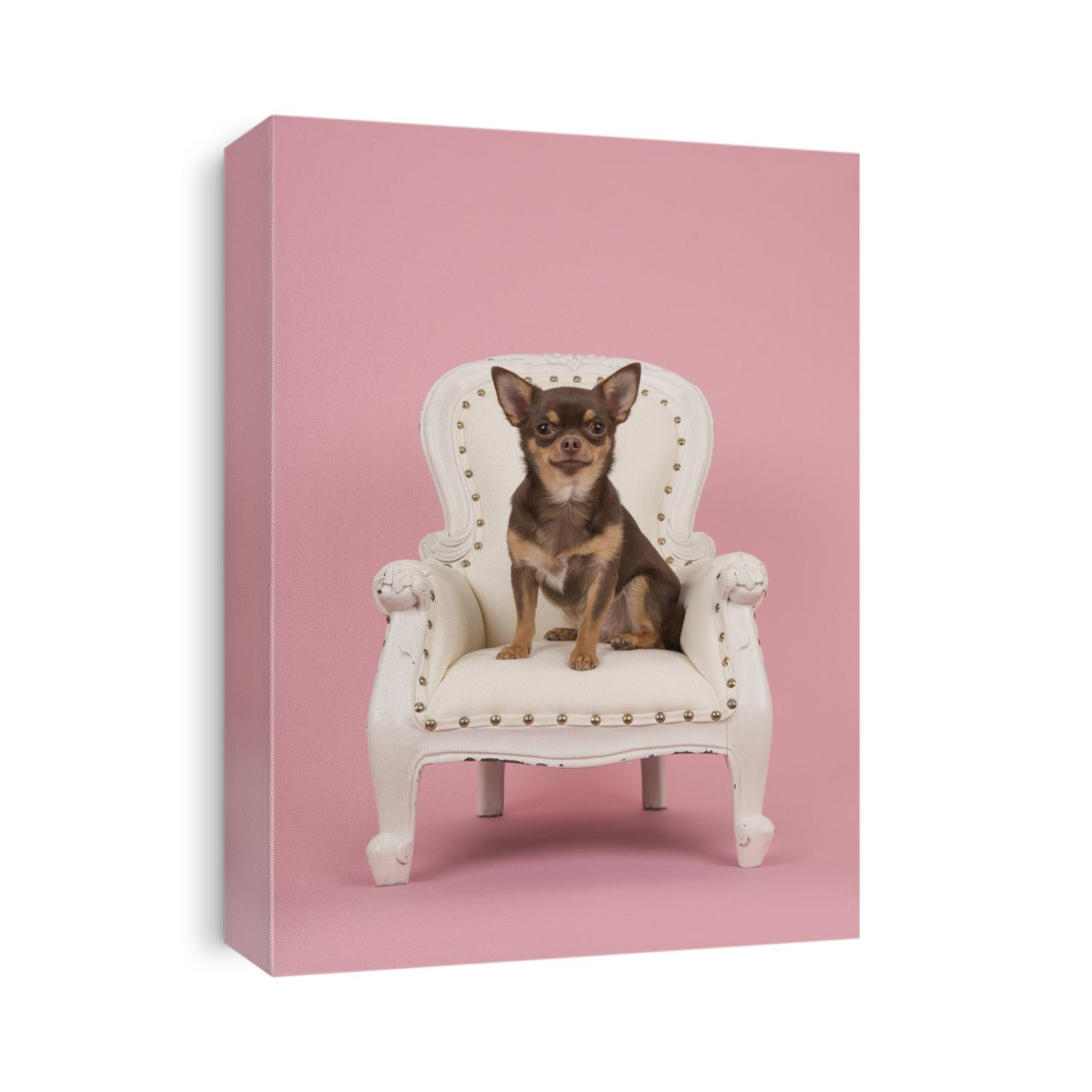 Brown chihuahua dog sitting in a white baroque chair on a pink background