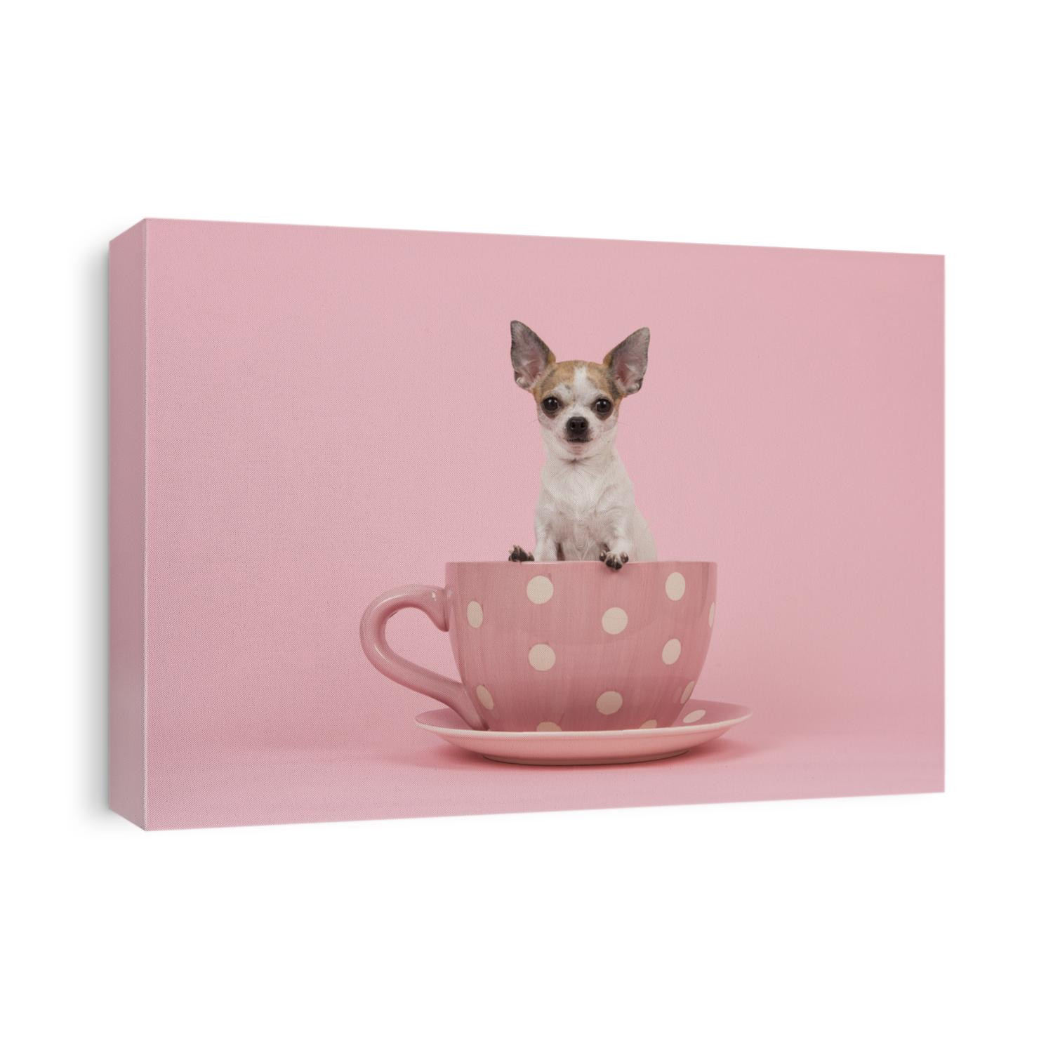 White and brown adult chihuahua dog sitting in a pink and white dotted cup and saucer on a pink background