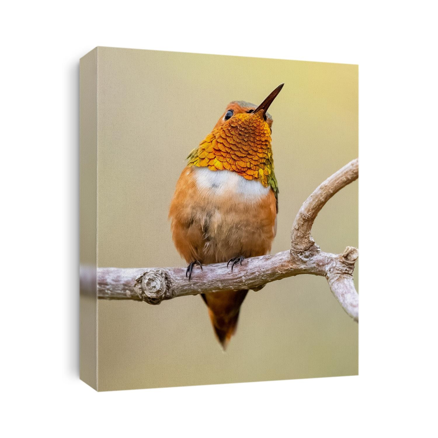 Male Allen's hummingbird shows his neck colors while looking up to the right