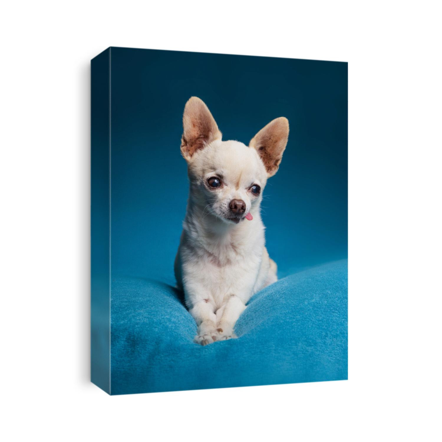 cute chihuahua in a studio shot