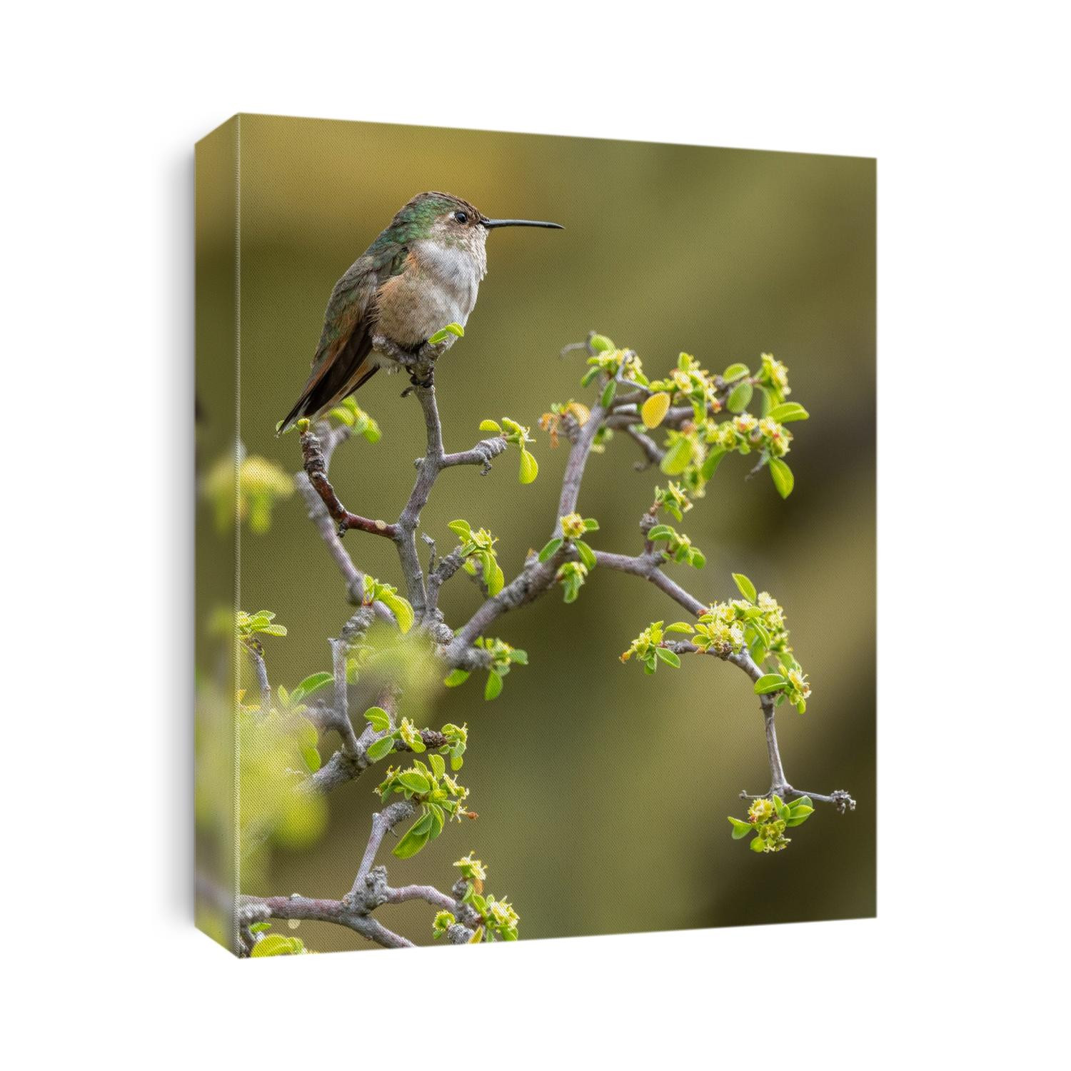 Allen's hummingbird - mother watching her nest