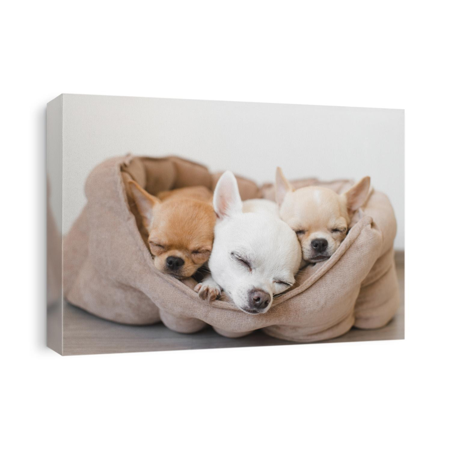 Closeup of three lovely, cute domestic breed mammal chihuahua puppies friends lying, relaxing in dog bed. Pets resting, sleeping together. Pathetic and emotional portrait. Dog ears, eyes and facesþ