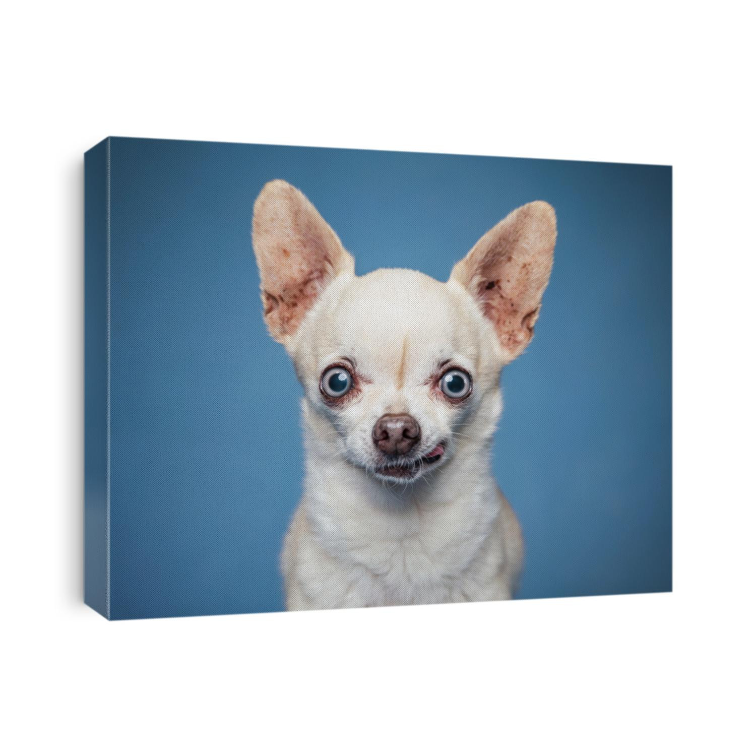 Cute wide eyed chihuahua on an isolated blue background studio shot