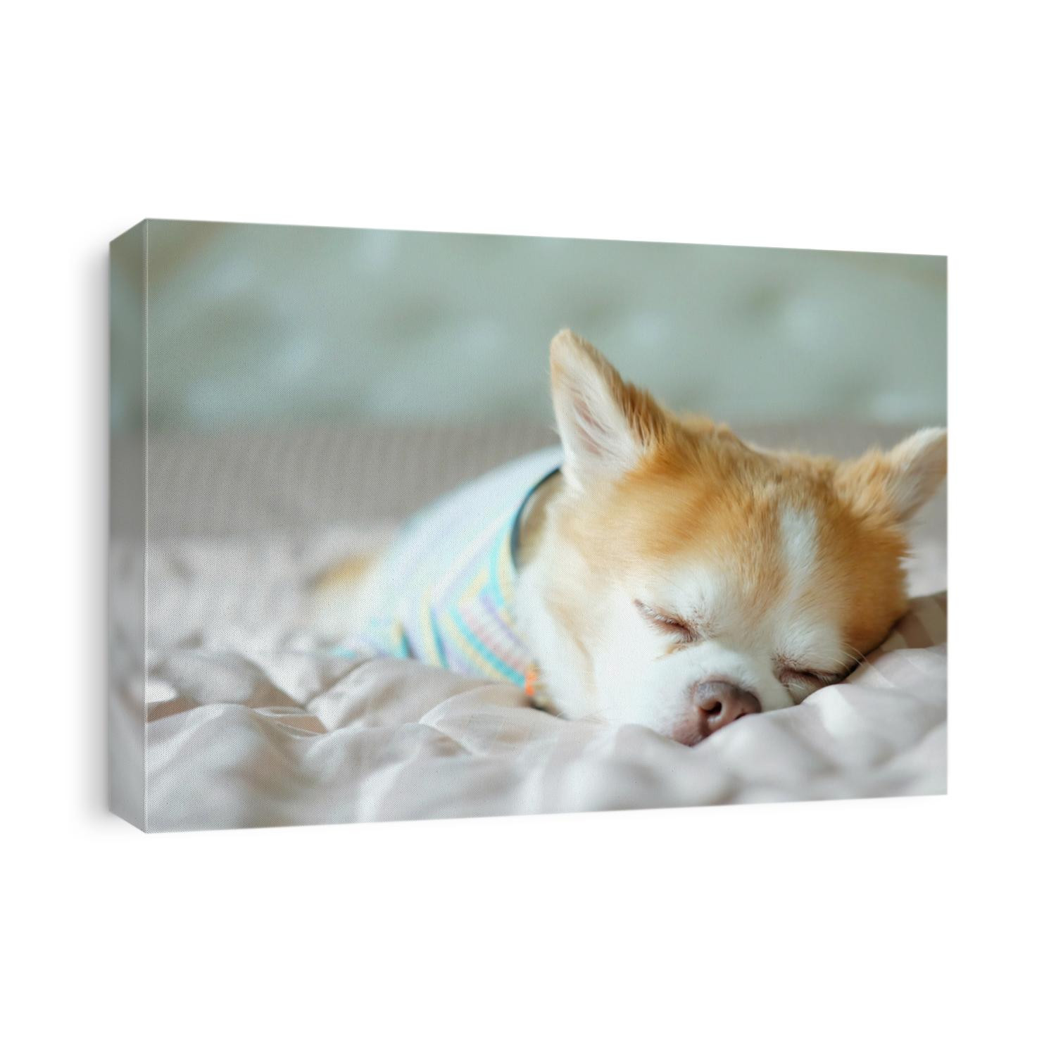 Brown chihuahua dog sleeping on the bed.