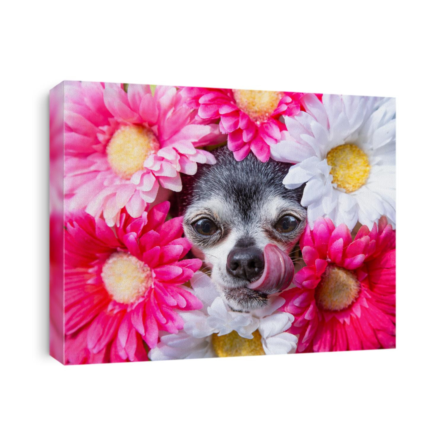 cute chihuahua surrounded by a bunch of daisies
