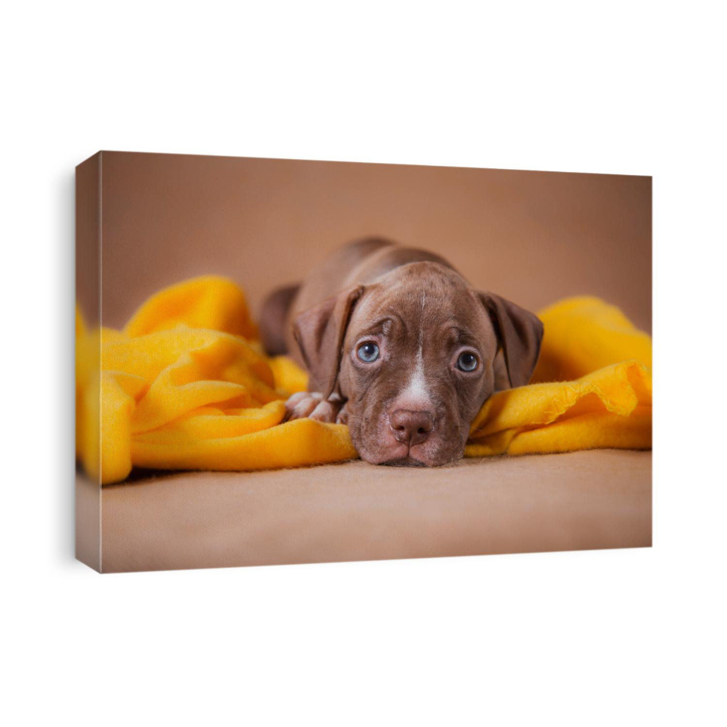 Pet American Pit Bull Terrier puppy cute