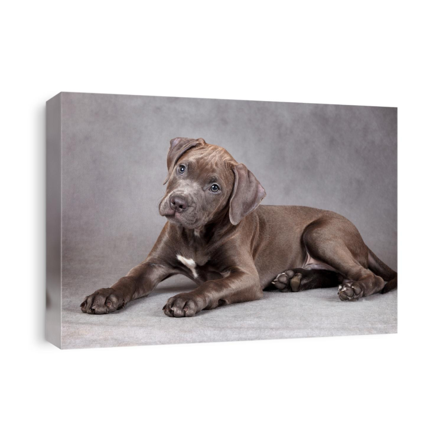 American Pit Bull Terrier puppy