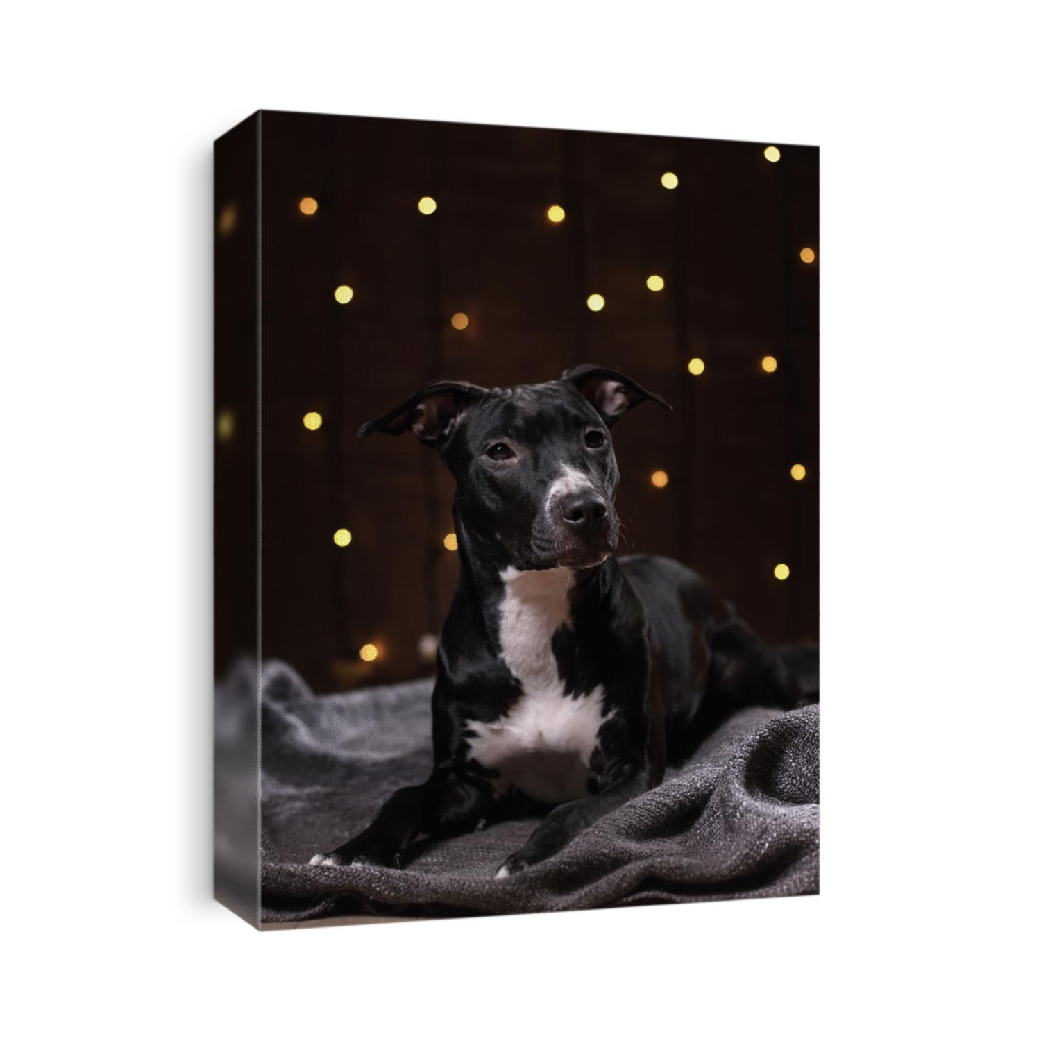 Happy New Year, Christmas, pet in the room. Pit bull dog, holidays and celebration. Relax in the room by the fireplace