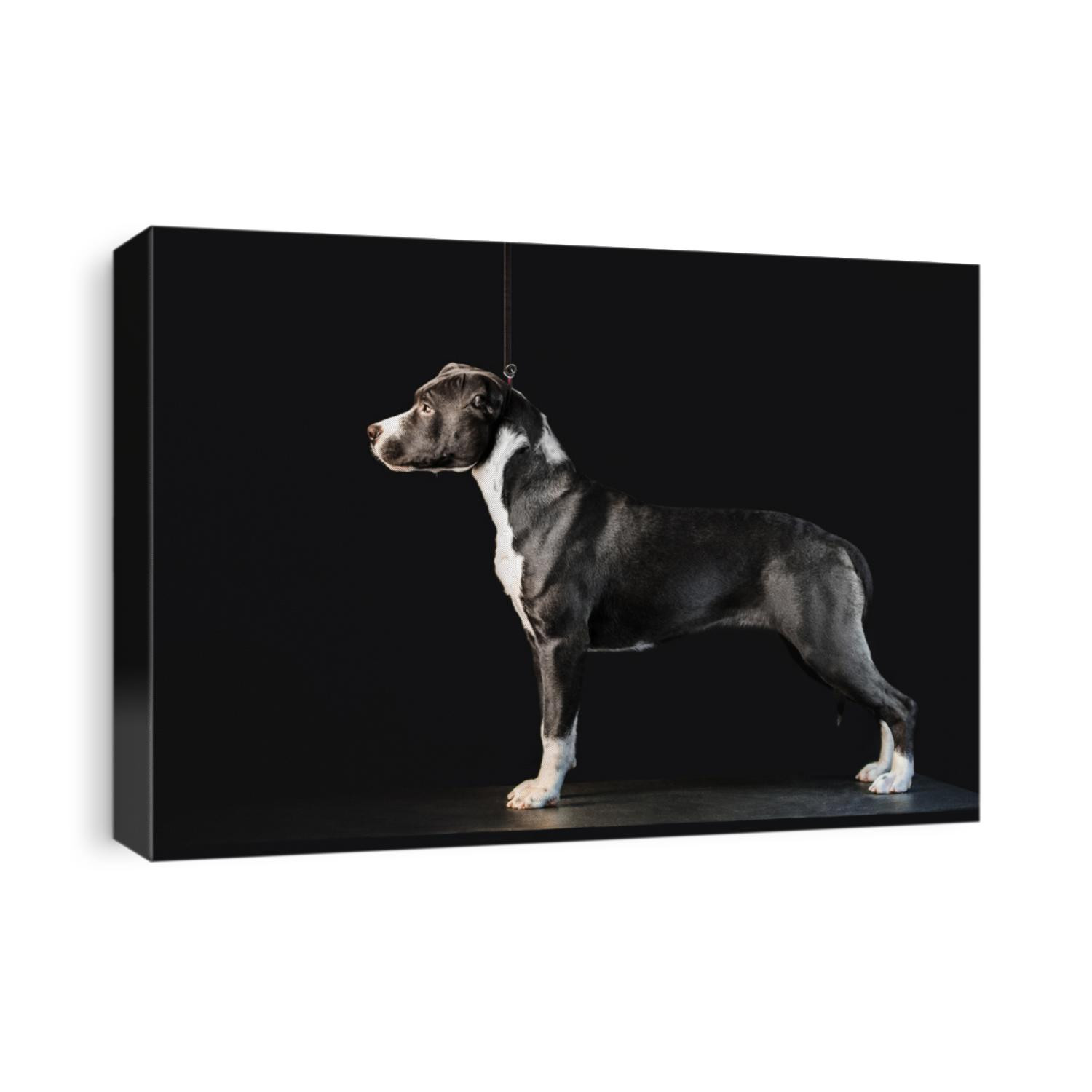 Young black and white dog breed American Staffordshire Terrier isolated on black background. Conformation of dog.