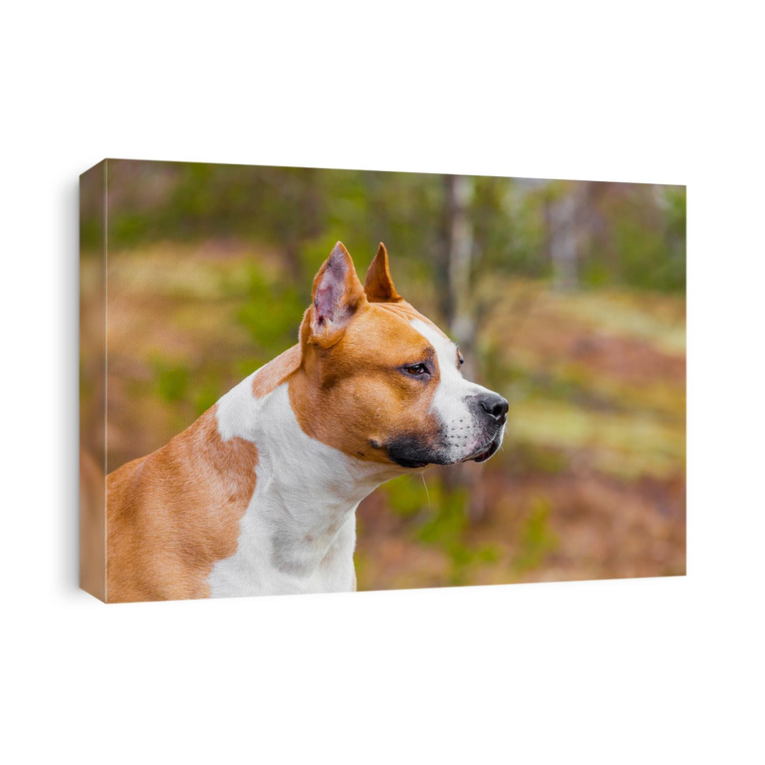 beautiful dog american staffordshire terrier in nature in the forest. tinted photo
