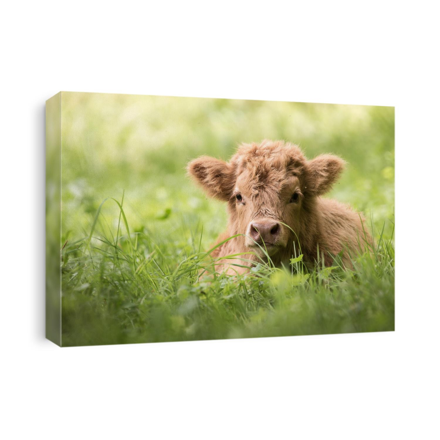 Highland cattle calf lying in high grass
