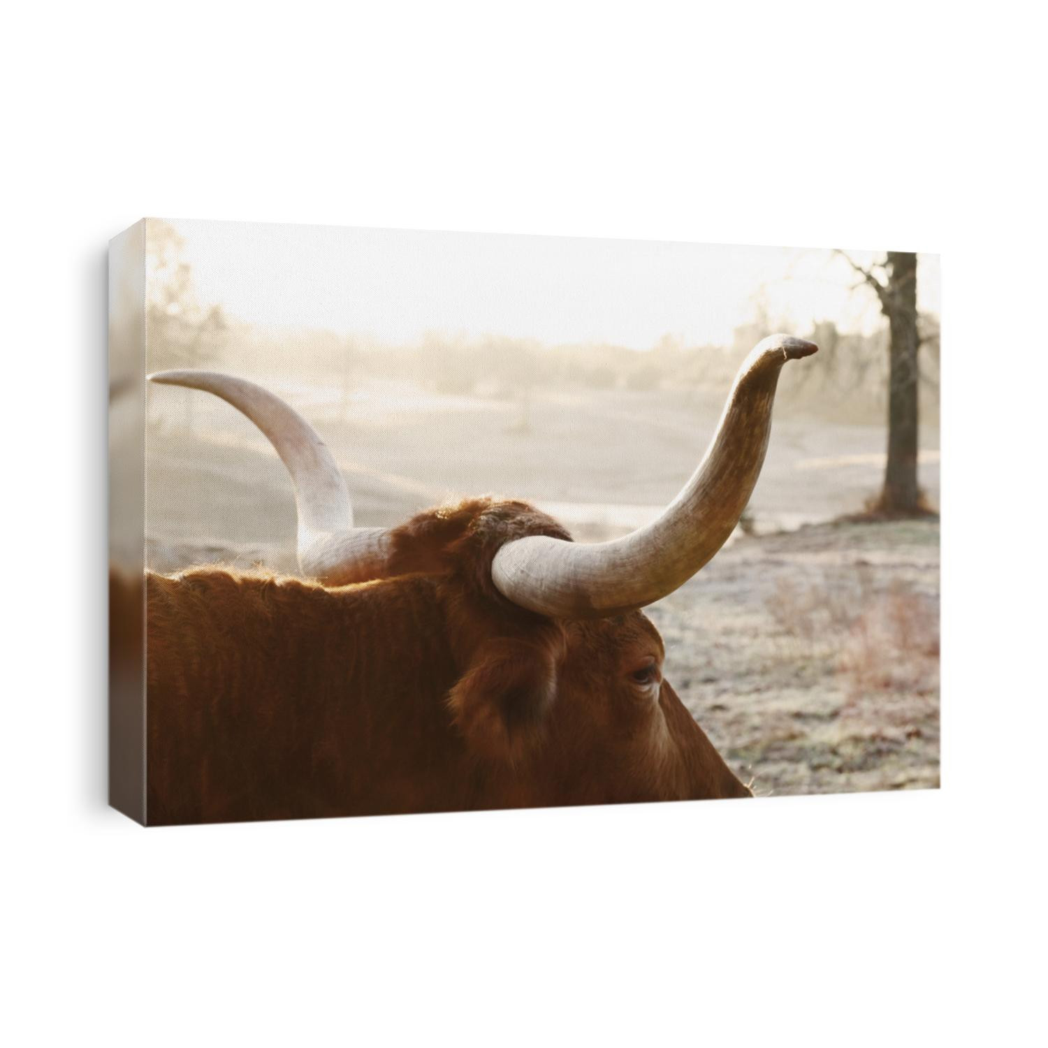 Texas longhorn cow horns close up, winter farm field background.