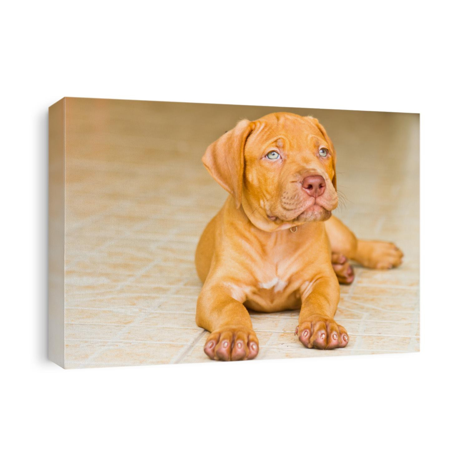 Pit Bull Dog