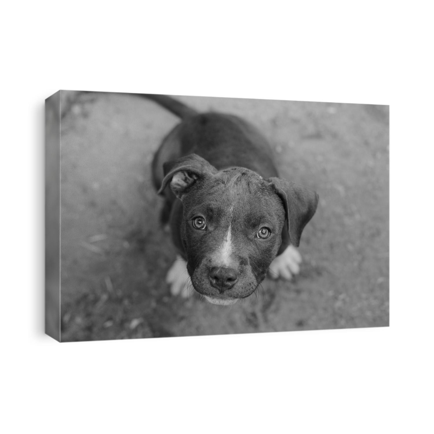 Blue pit bull puppy