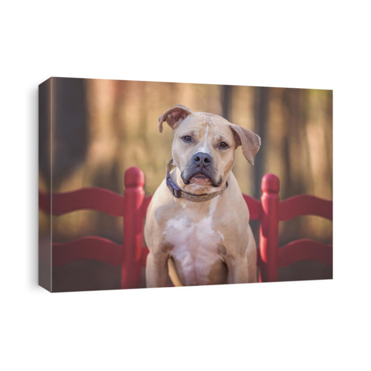 Tan Pit Bull Mix on Red Bench