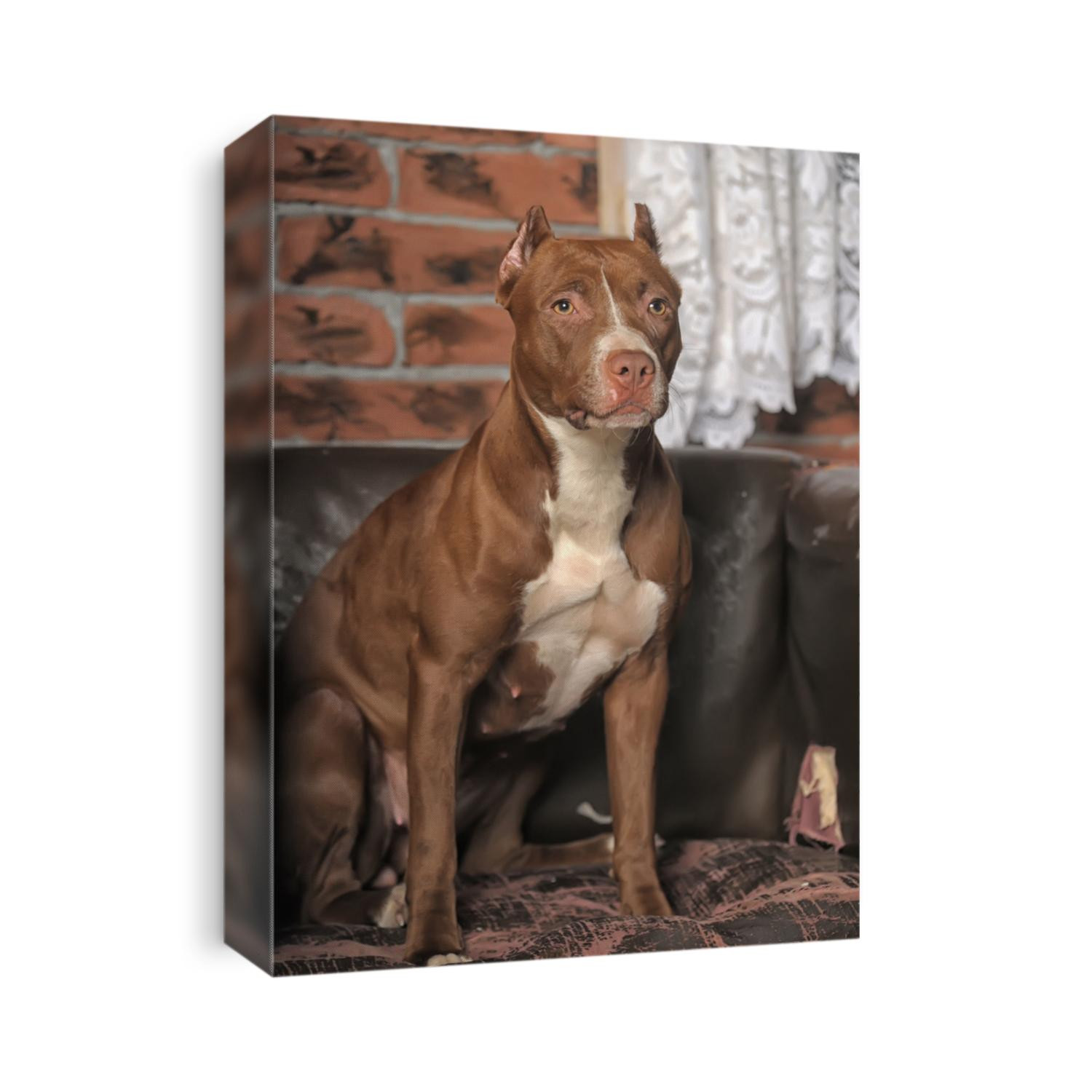 Pit bull in studio