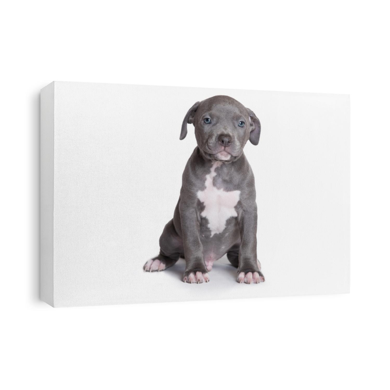 Puppy Pitbull American Bully Isolated