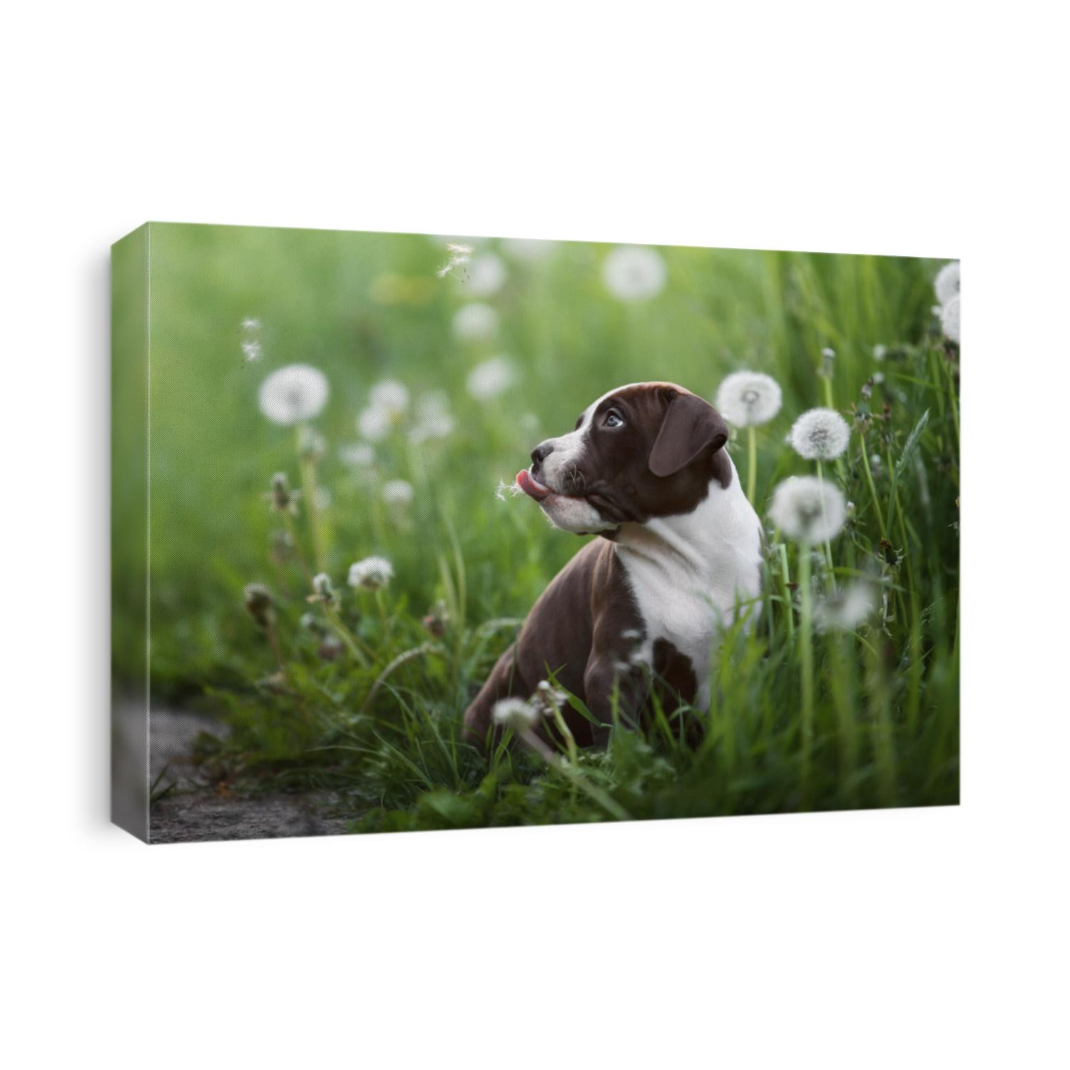 Pretty American Pit Bull Terrier in the open air