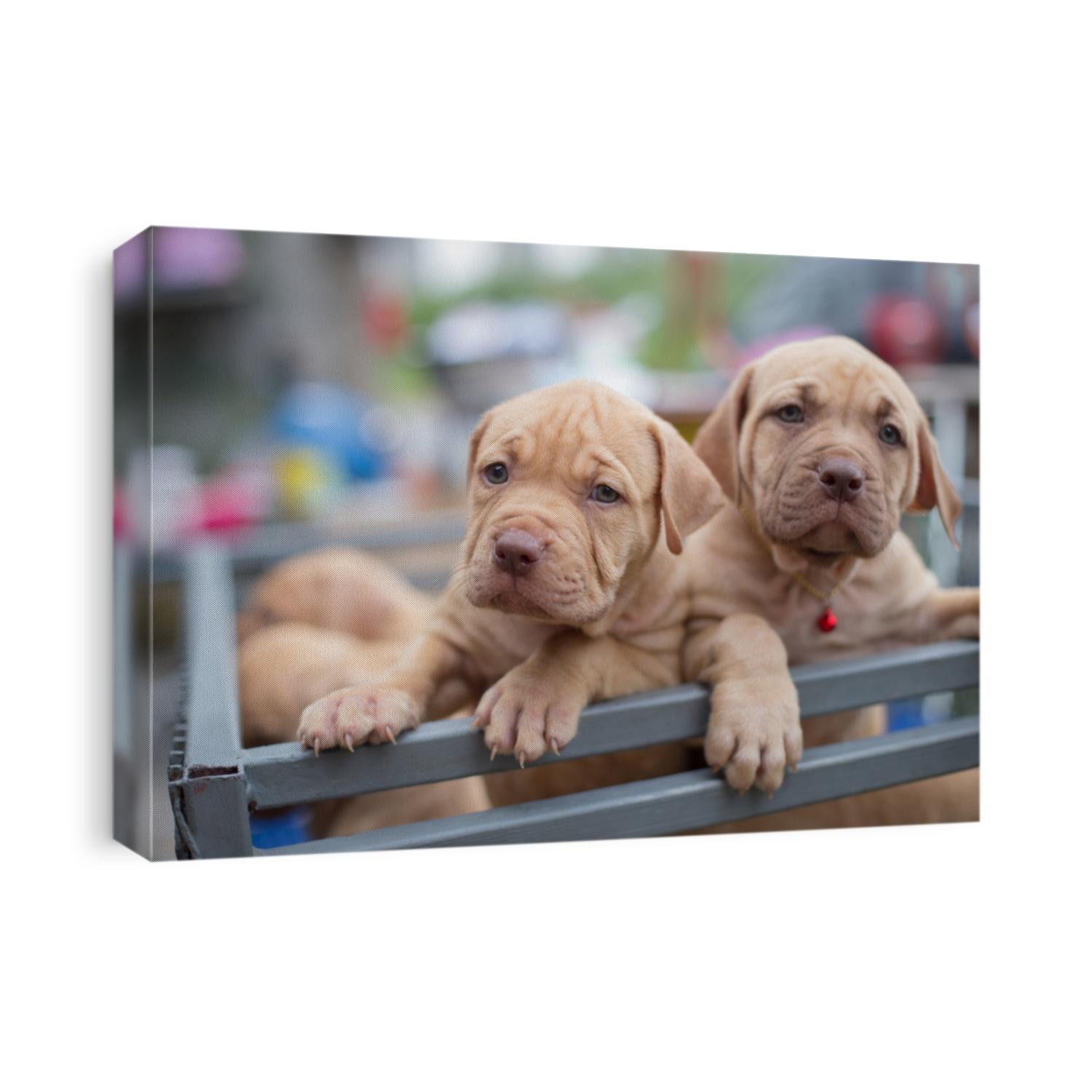 Pit bull puppies closed up with blurry background