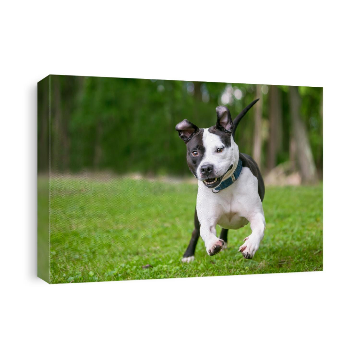 A happy black and white Pit Bull Terrier mixed breed dog running and playing outdoors