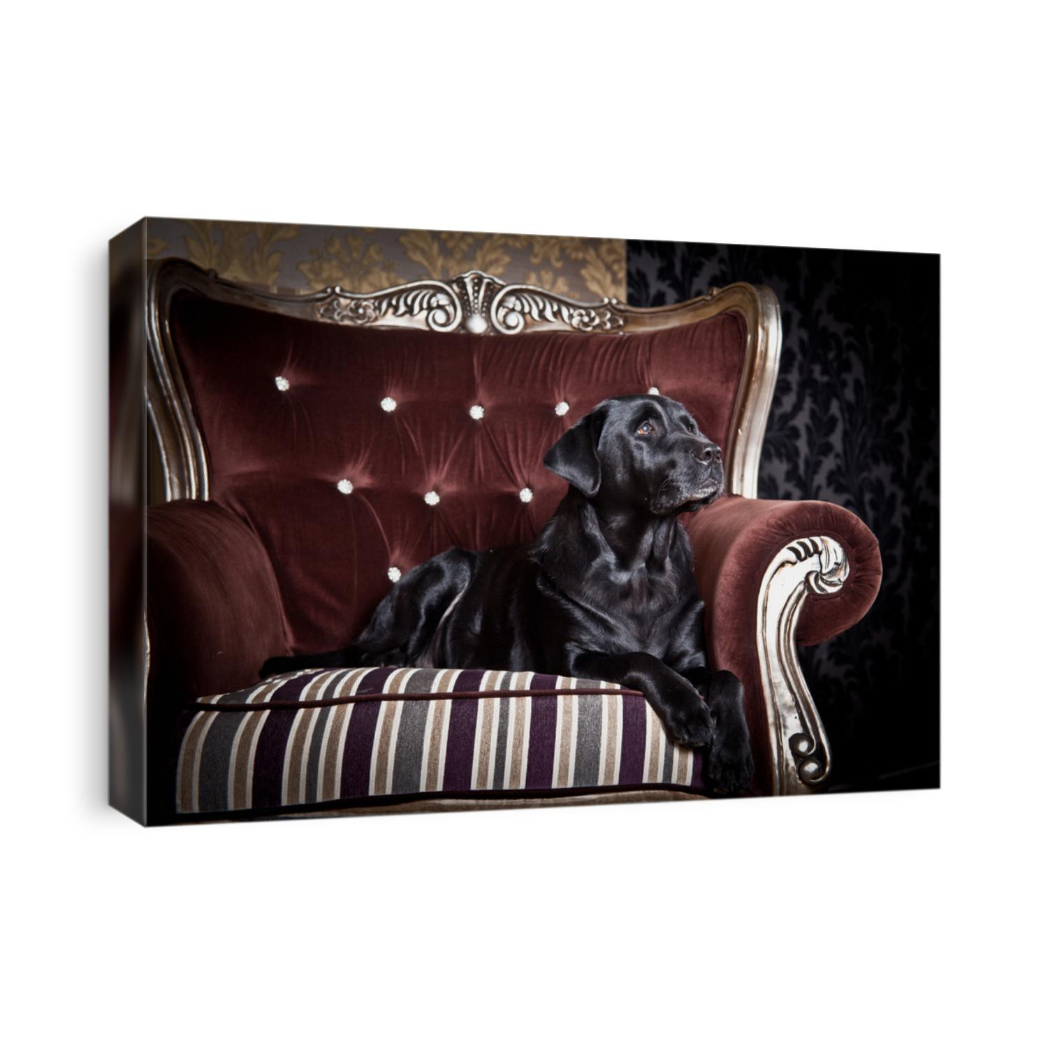 black labrador on a chair in the interior