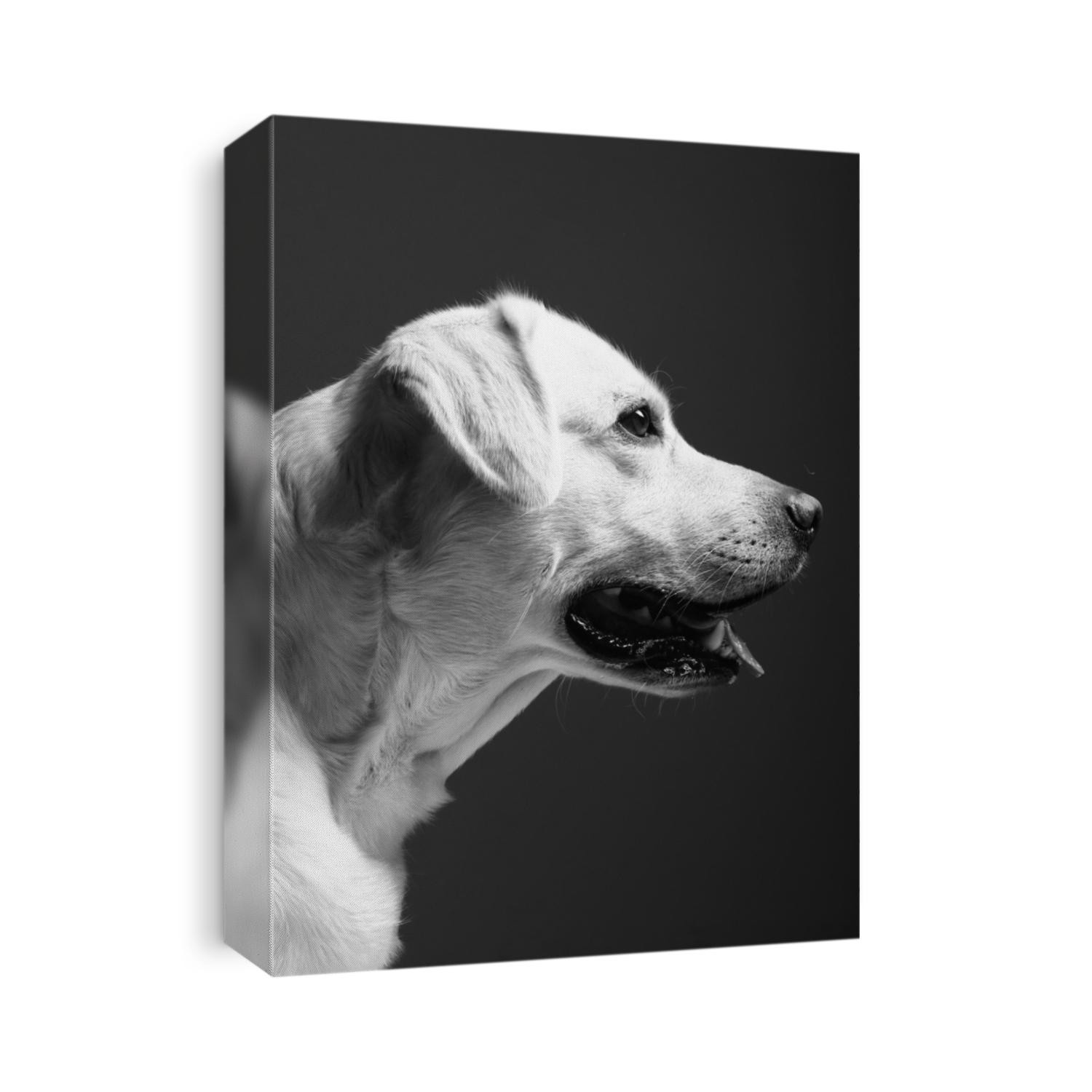 Labrador