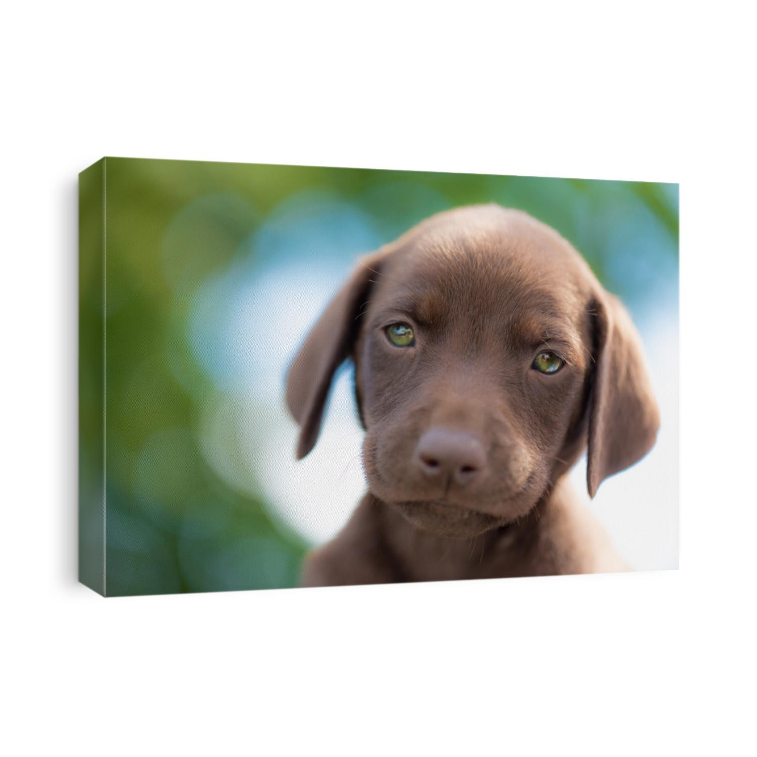 Close portrait on brown labrador vizsla mix puppy looking into camera summertime