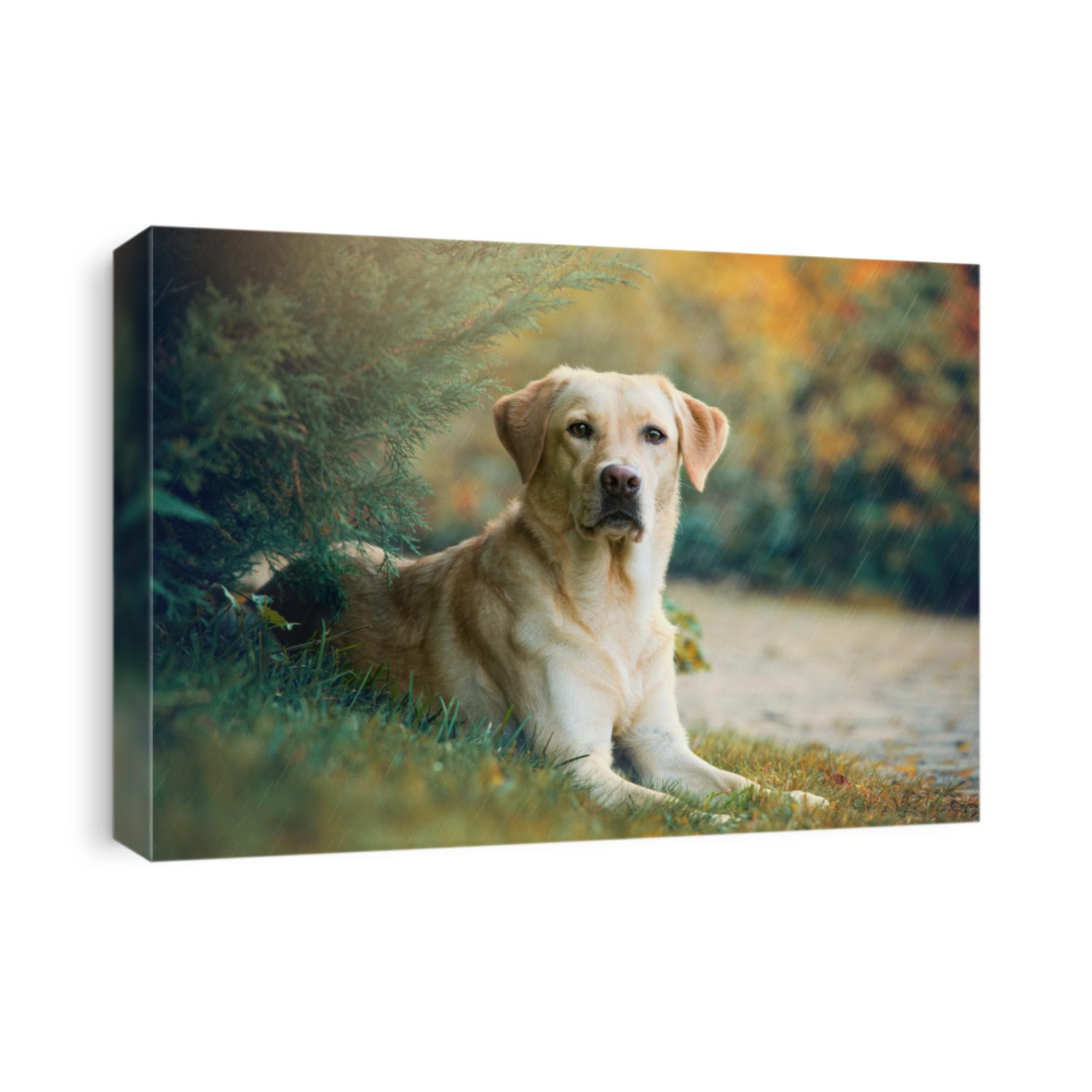 Labrador retriever dog lying under a tree in the rain