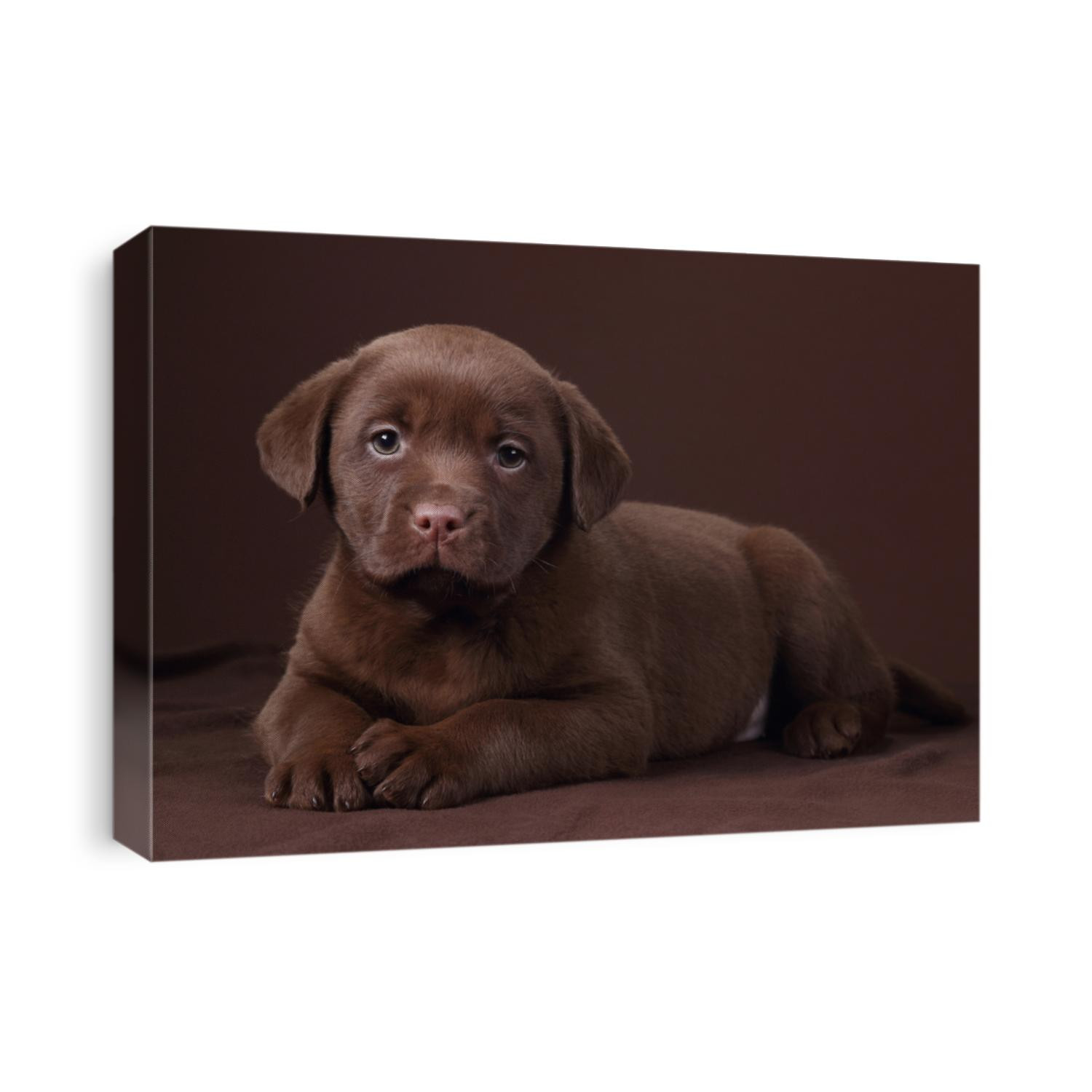 Cute labrador puppy lying on brown background