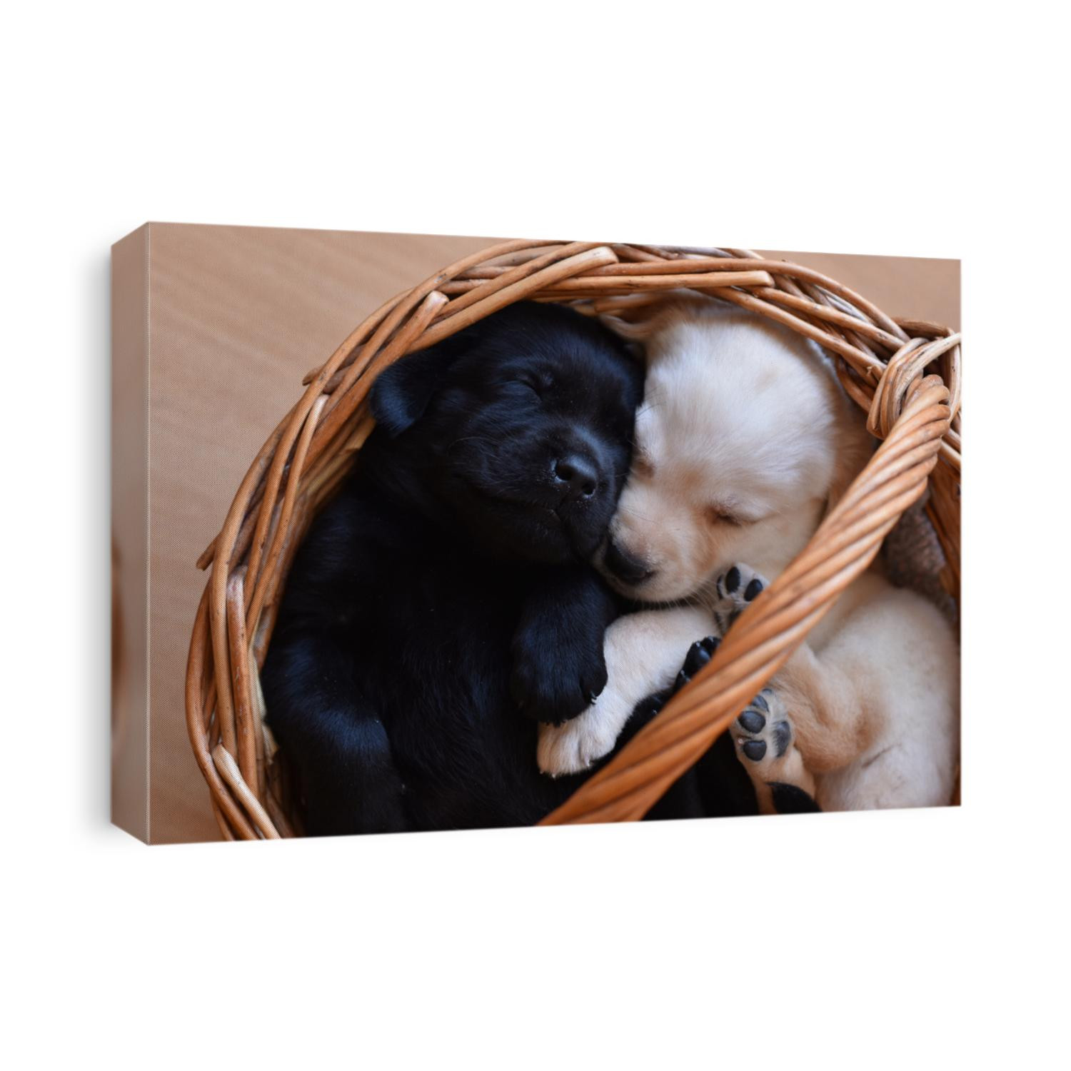 Two cute little labrador puppies with different flower it is white and black, sleep sweetly in a basket