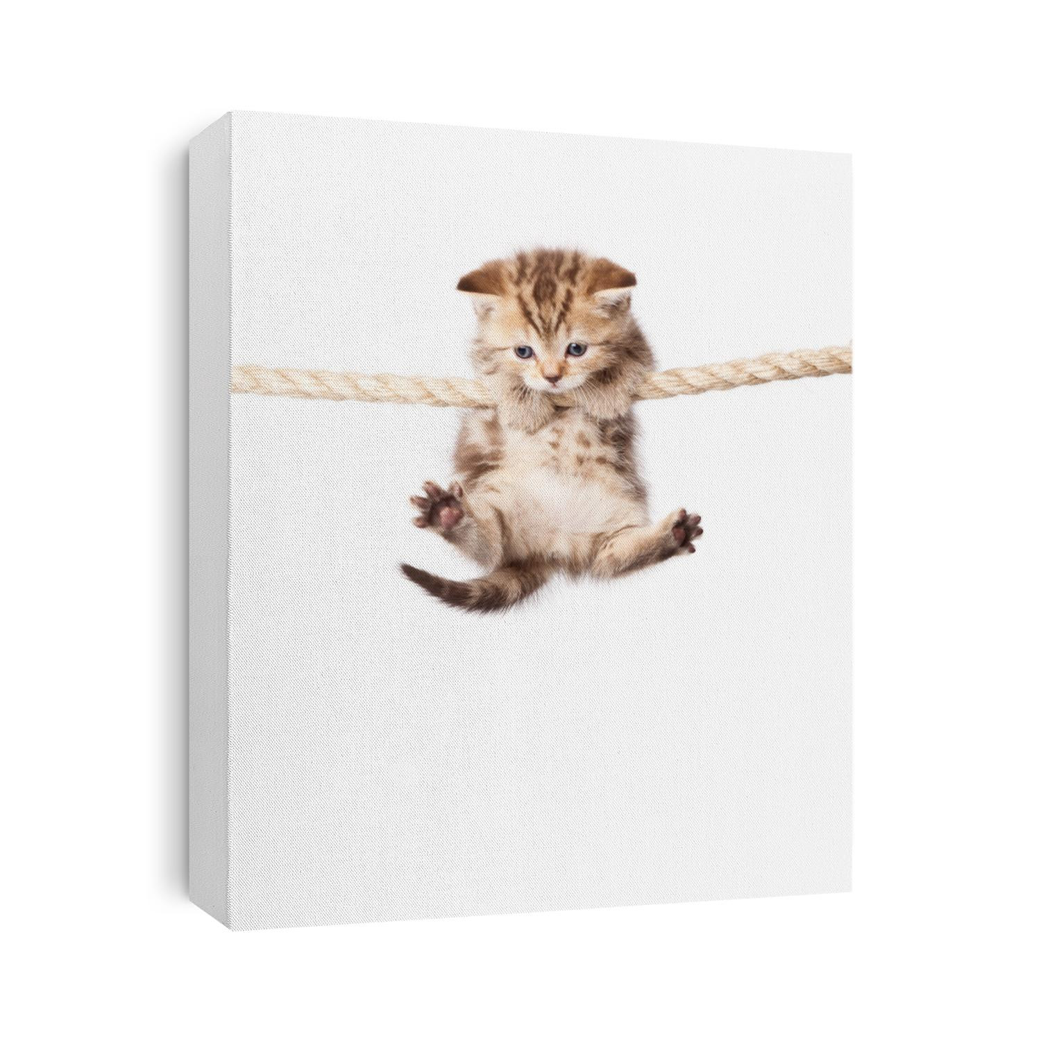 a cute kitten is climbing on the rope. isolated on a white background