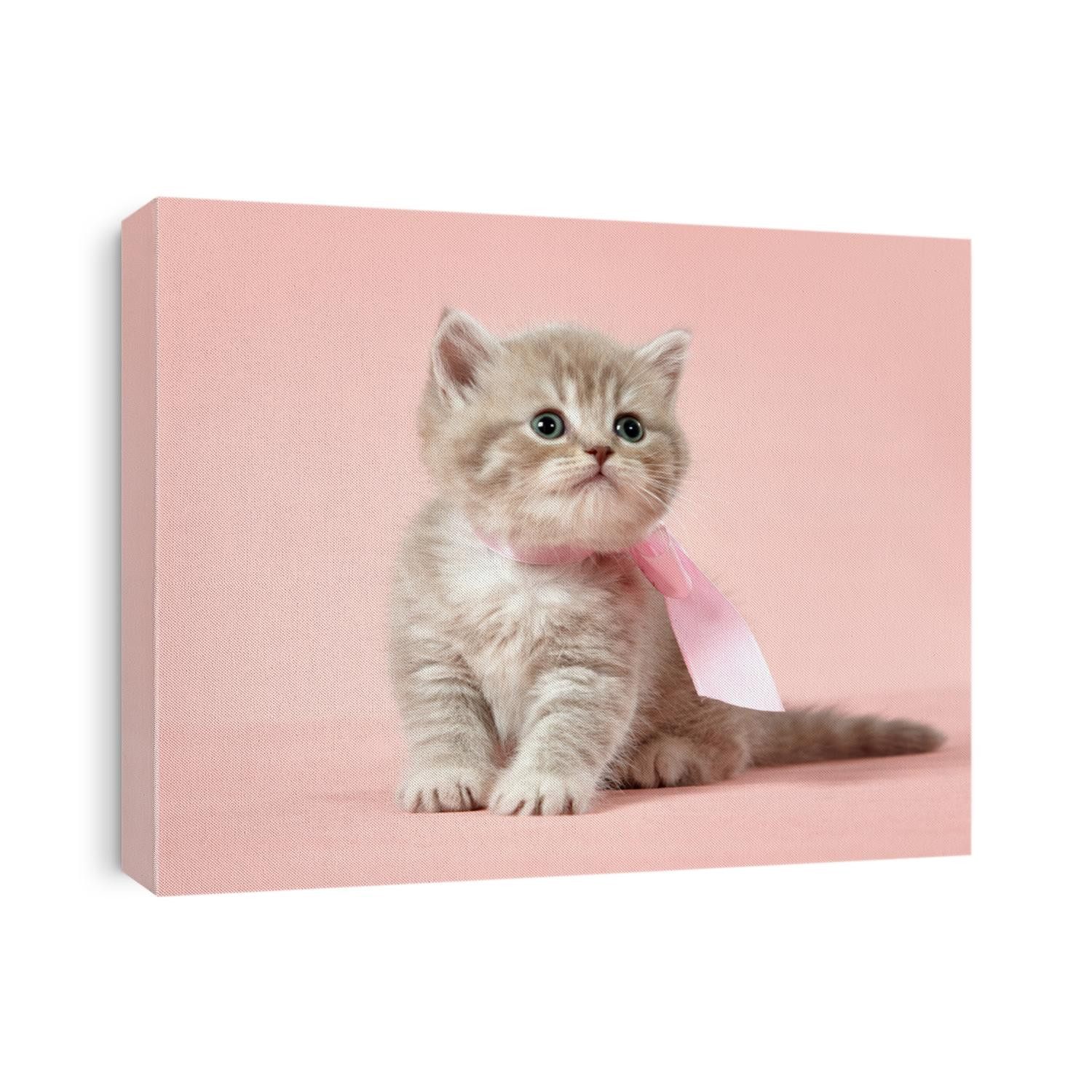 british short hair kitten