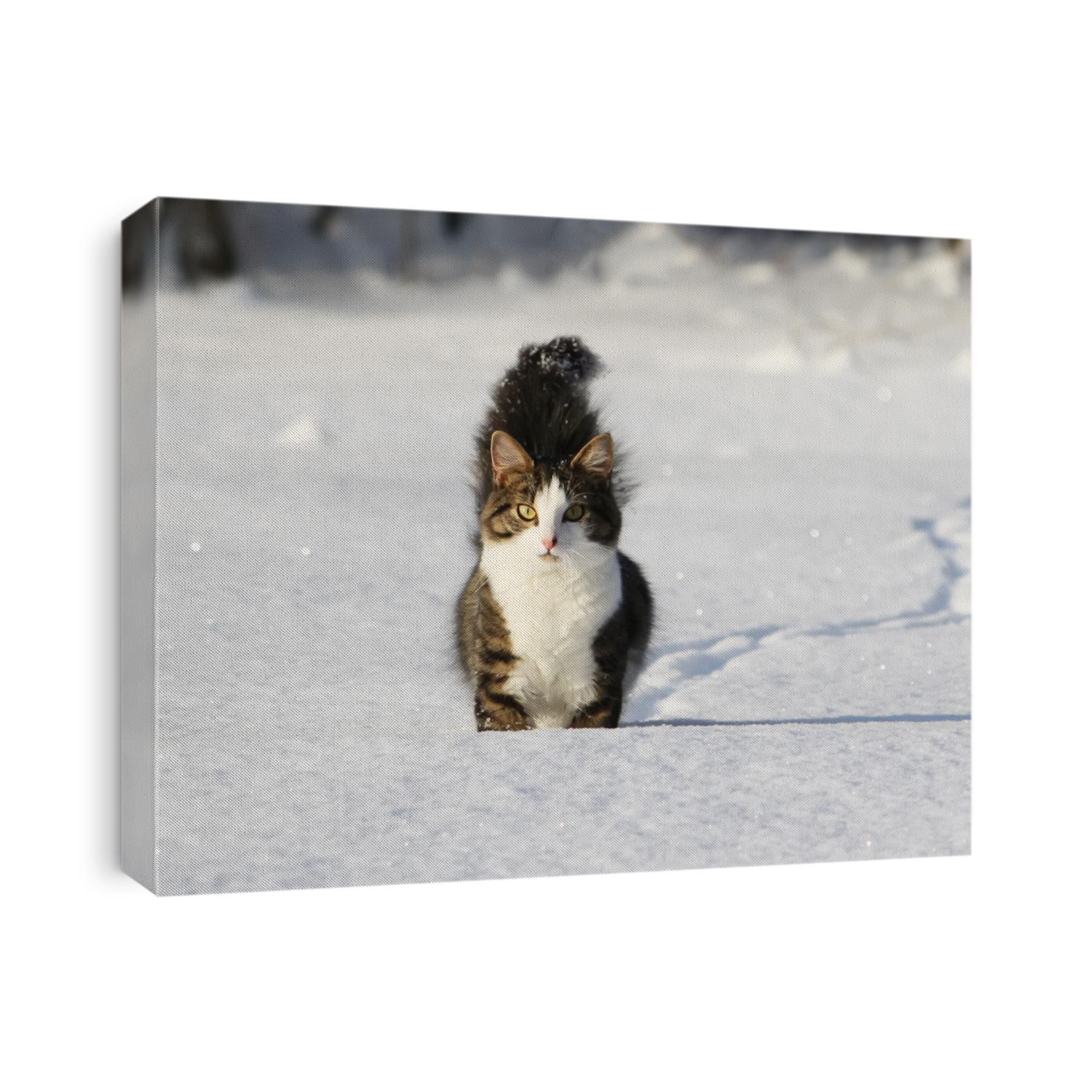 Black and white young cat with beautiful fluffy tail running on the fresh snow in the countryside. 